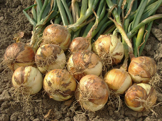 onion bulbs