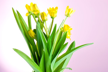 Yellow spring flowers with green leaves on a pink background