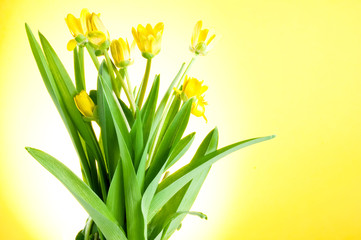 Yellow spring flowers with green leaves on a Yellow background