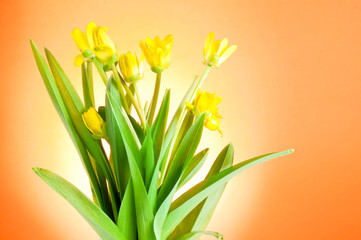 Yellow spring flowers with green leaves on a Orange background