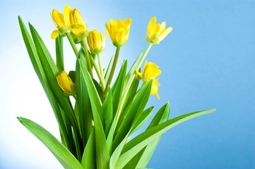 Seven Yellow spring flowers with green leaves on a blue backgrou