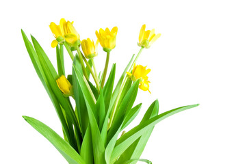 Seven Yellow spring flowers with green leaves Isolated Located c