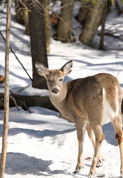 femel en hiver