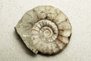 Ammonite