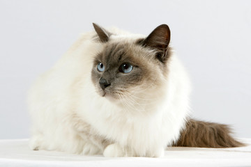 Sacr&eacute; de Birmanie