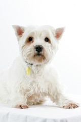 Westie