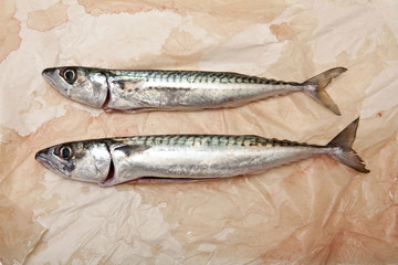 mackerel fish