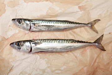 mackerel fish