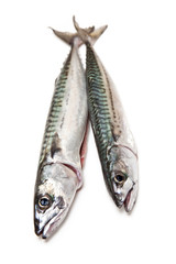 mackerel fish isolated on a white studio background.