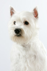 Westie