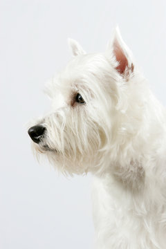 Westie