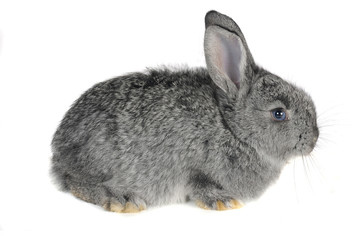 Gray rabbit