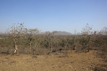 dry deciduous forest