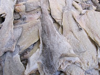 Dried salted cod, bacalao seco salado.