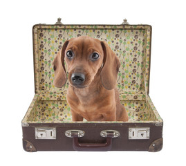Dachshund puppy sits in vintage suitcase with clipping path
