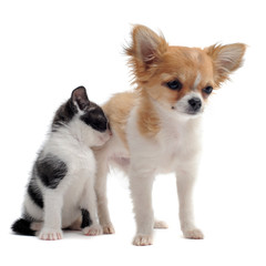 chiot chihuahua et petit chat