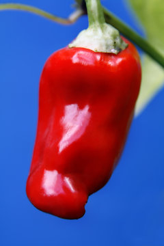 Rote Paprika vor blauem Hintergrund