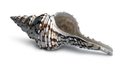 Seashell on the white background