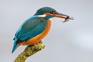 Eisvogel mit Fisch