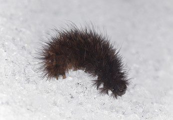 Ruby tiger larva (Phragmatobia fuliginosa) in snow, macro photo
