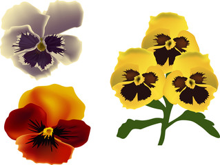 Fototapeta premium garden violet flowers on white