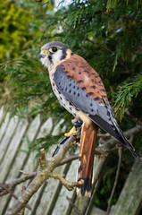 American Kestrel (Falco sparverius)