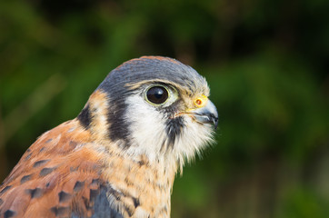American Kestrel close-up (landscape)