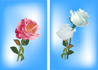 red and white roses on blue