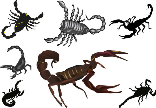 seven isolated scorpions