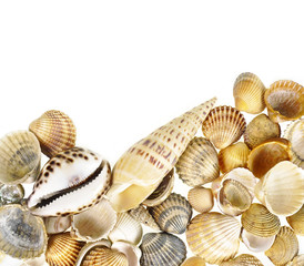 shells border