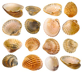 shell collection