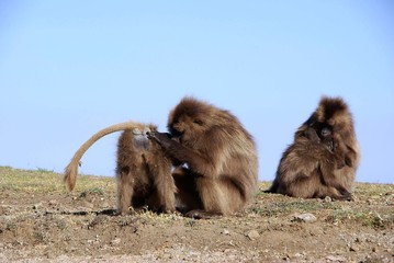 Babouins gelada, Ethiopie