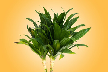 Dracaena plant against gradient background