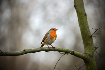 European Robin Redbreast perched on a branch