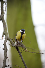 Great Tit (parus major) perched on a branch, looking at camera