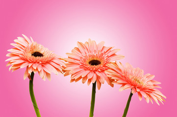 Gerbera flowers against the background