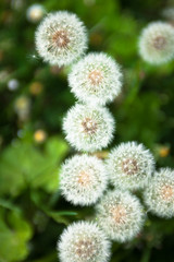 Spring dandelions