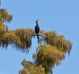 cormorant perched on the tropical tree