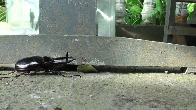 Black beetle looking for way home