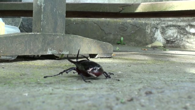 Black beetle running