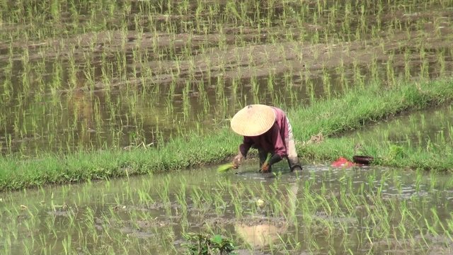Planting rice in the field