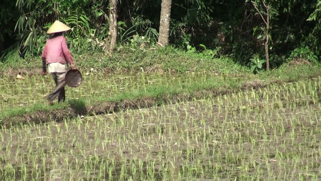 On the rice field