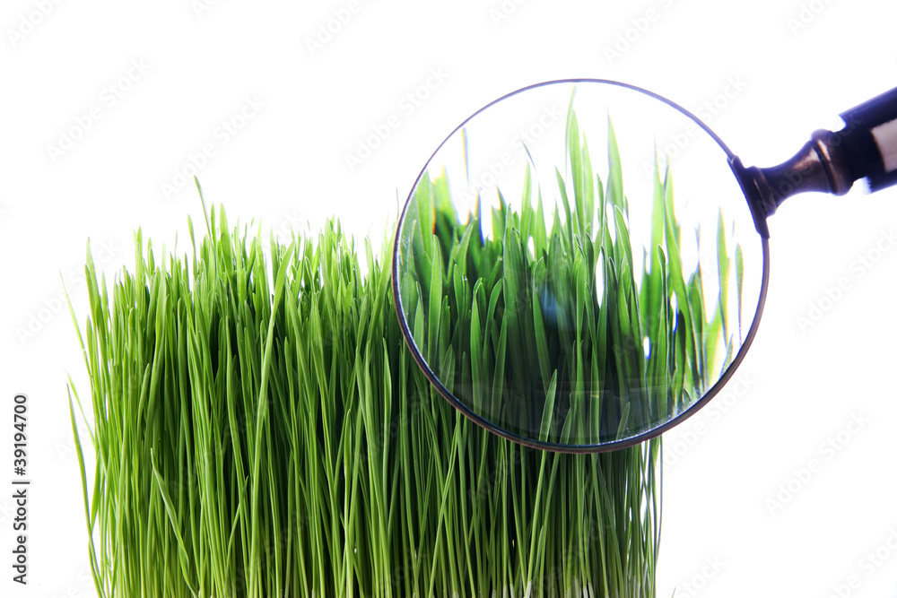 Wall mural green grass with magnifying glass zoom at grass atop