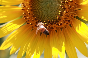 蜜蜂とひまわり