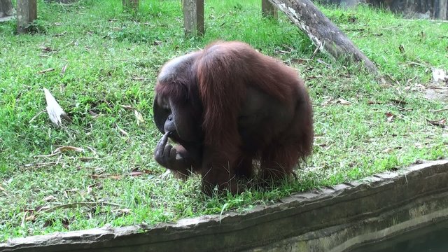 Orangutan fascinated meal