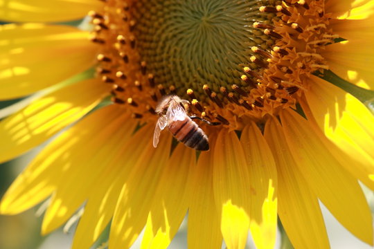 蜜蜂とひまわり