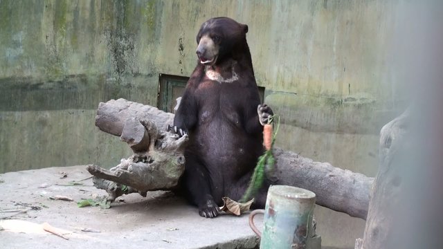 Funny bear with carrot