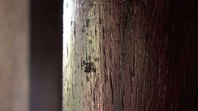 Ants find delicious place