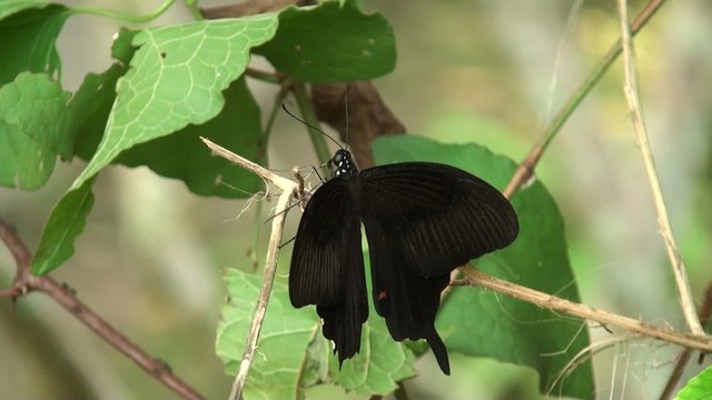 Gorgeous butterfly watching ants