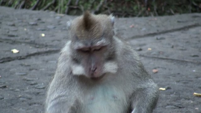 Monkey eats